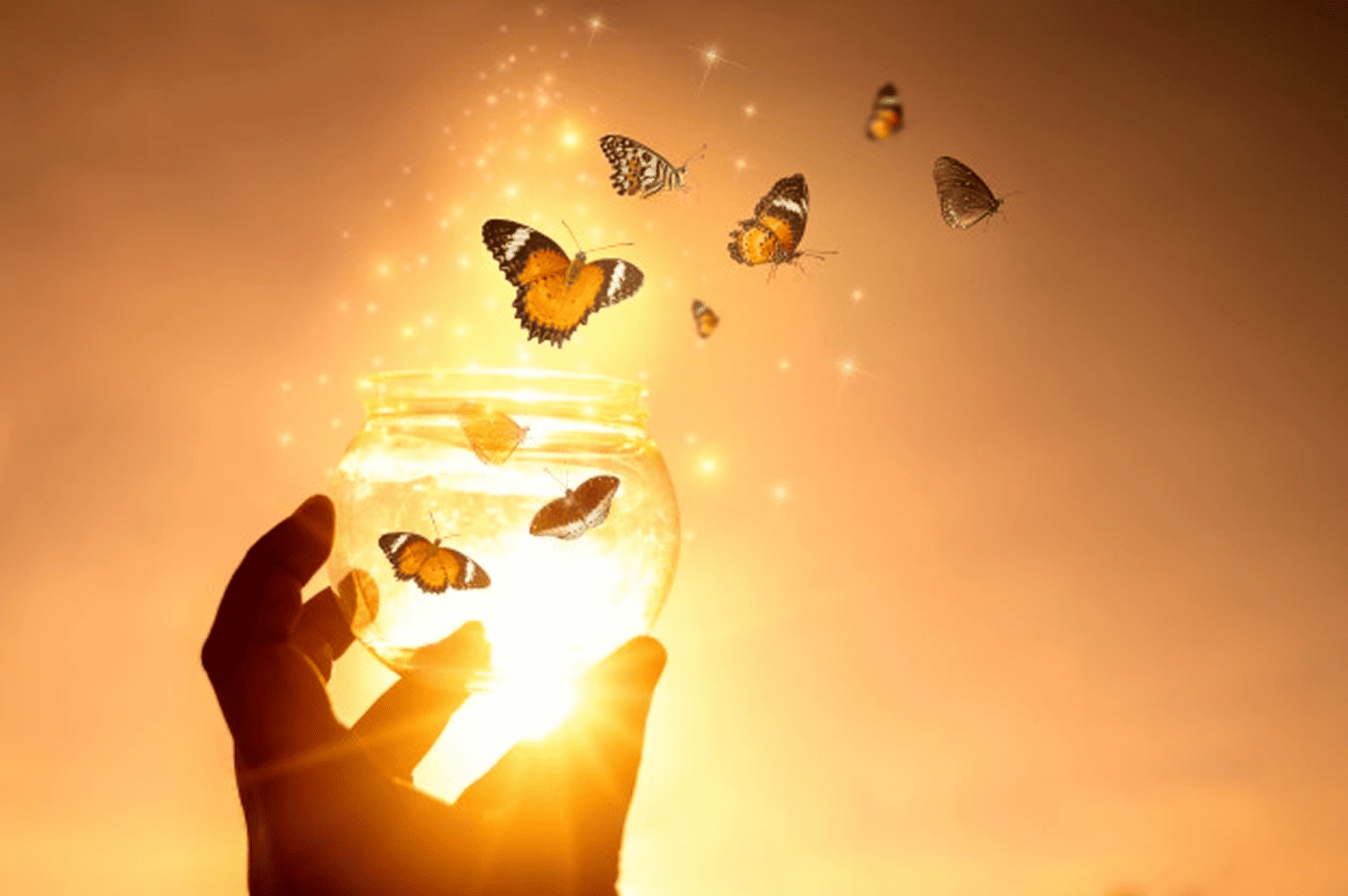 Butterfly Stage