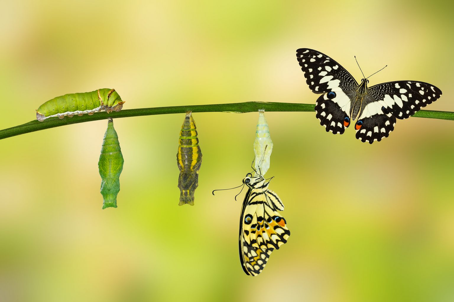 Pupa stage